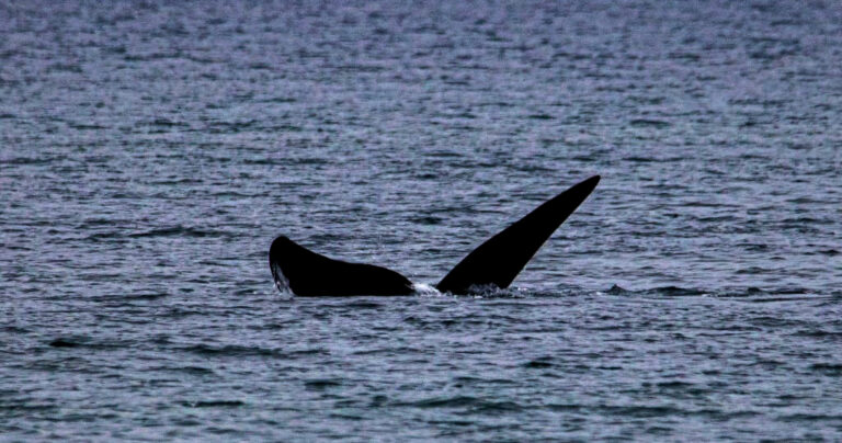 Se vieron las primeras ballenas del 2024 en Puerto Madryn - Patagonia ...